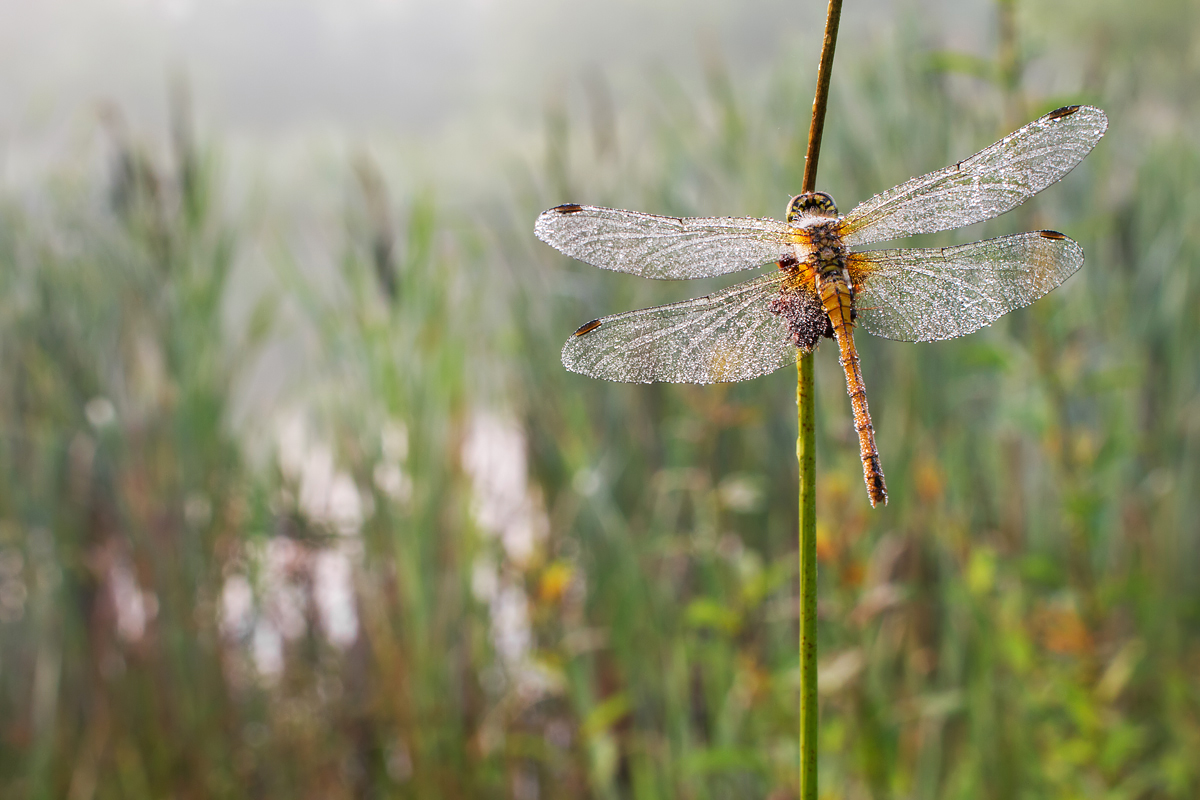 Dew covered Common Darter 1